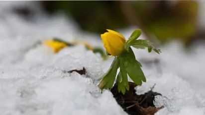Вже цього тижня до України прийде метеорологічна весна, - синоптик - фото