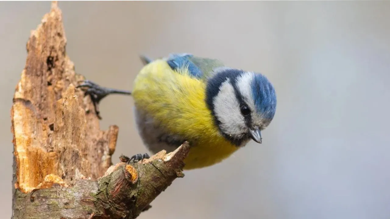 В Україну йде весняне потепління: коли чекати +12° та сонце замість мокрого снігу 