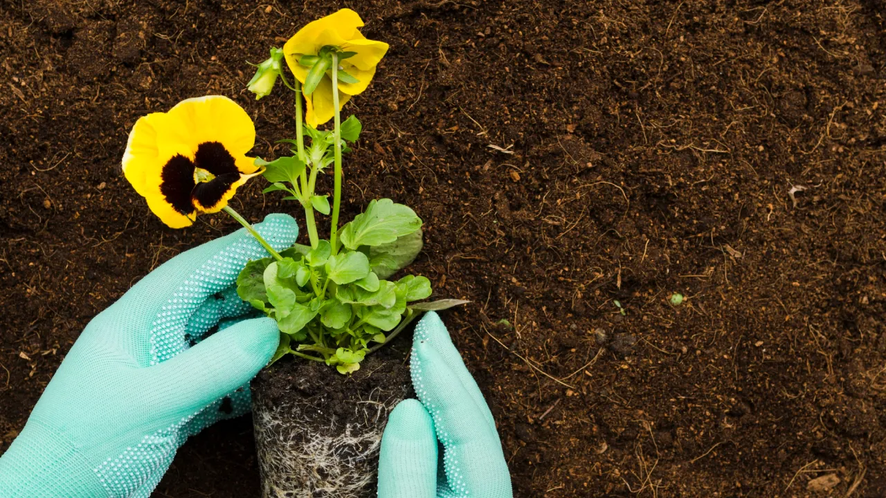Тихі вбивці на клумбах: смертельно отруйні рослини, які не можна садити біля дому 