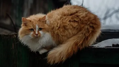 До України знову йде похолодання: прогноз синоптиків - фото