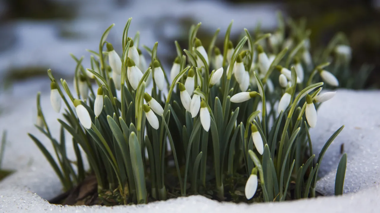 Весна на порозі: синоптики розповіли, якою буде погода в останні дні лютого та на початку березня 