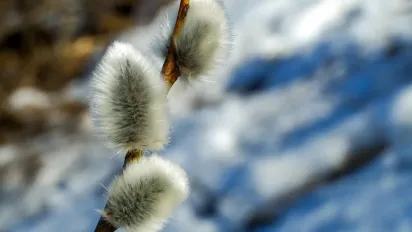 Тарас Безсонний 25 лютого: чому не можна спати вдень та як притягнути гроші на кухонний стіл - фото
