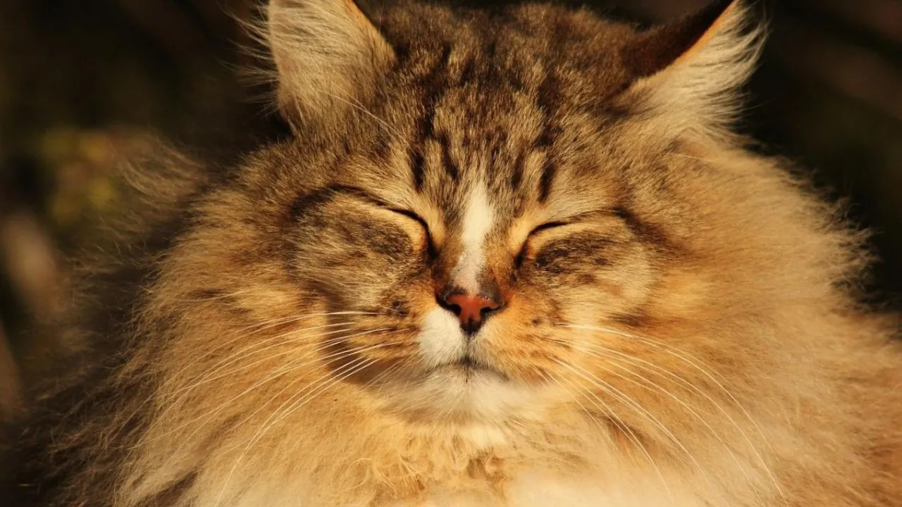 Весна вривається в Україну: синоптики дали детальний прогноз на кінець лютого та 1 березня 