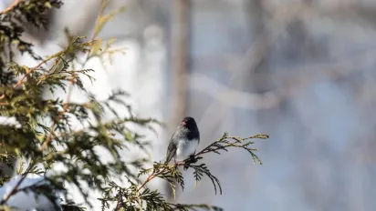 Зима нагадає про себе: в Україну знову прийде похолодання - фото