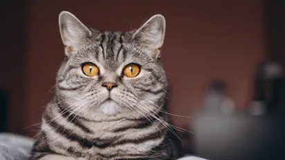 6 неочевидних ознак, що ваш кіт вас обожнює: пояснення ветеринара - фото