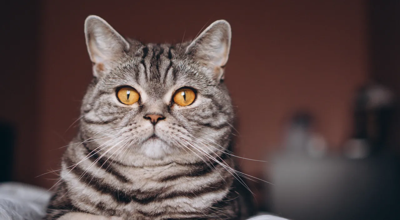 6 неочевидних ознак, що ваш кіт вас обожнює: пояснення ветеринара 