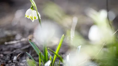 Якою буде весна в Україні: синоптики дали детальний прогноз на березень та перші дні сезону - фото