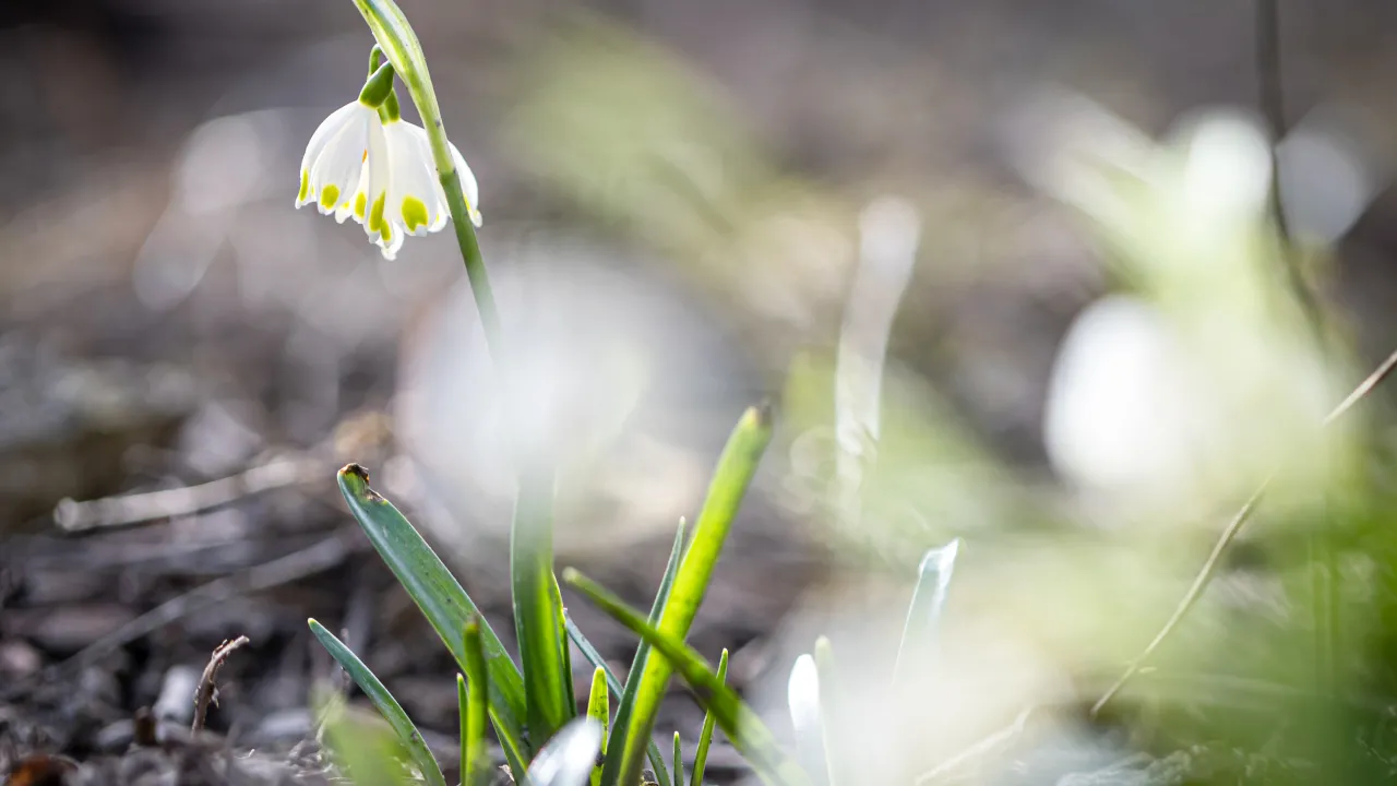 Якою буде весна в Україні: синоптики дали детальний прогноз на березень та перші дні сезону 