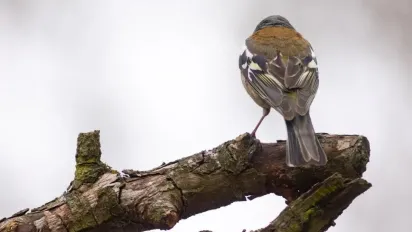 Україну накриє антициклон: синоптикиня розповіла, якою буде погода 27 лютого - фото