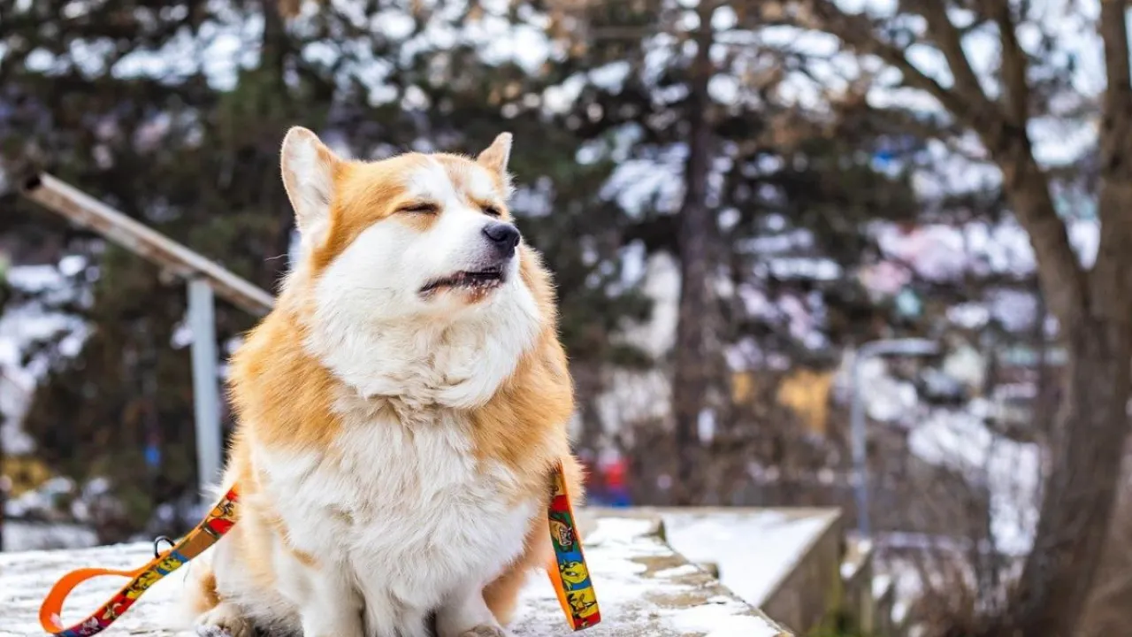 Розігріє до +13°: синоптикиня повідомила, де на вихідних в Україні буде найтепліше 