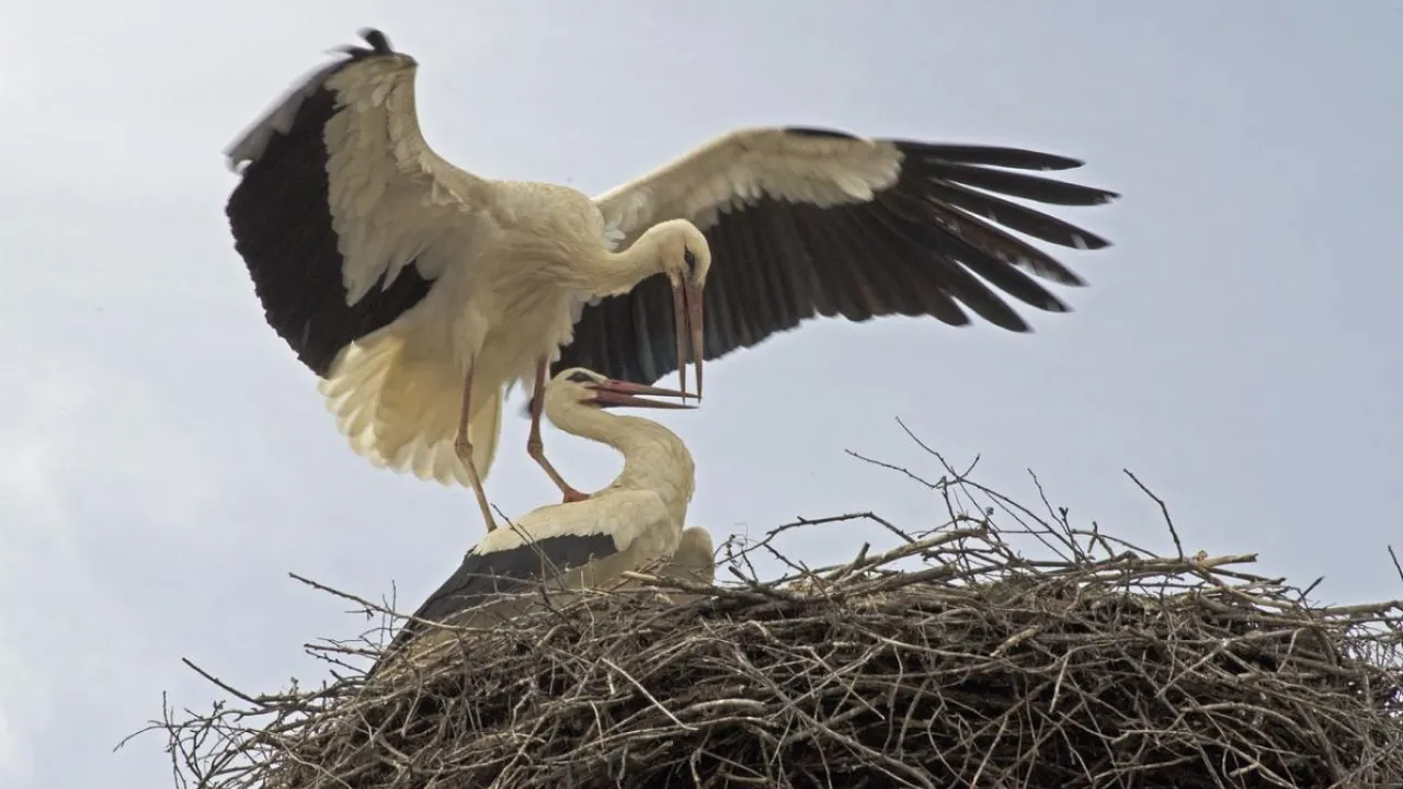 Укргідрометцентр повідомив, яка погода буде у перші дні весни 
