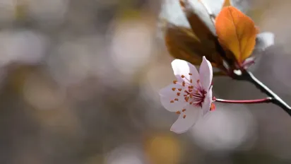 Аномальні +13 та чисте небо: прогноз погоди на 7–8 березня за регіонами - фото
