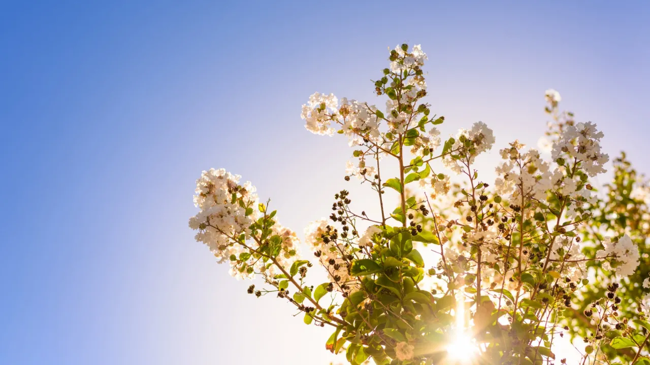 Прогноз погоди на 8 березня: де в Україні стовпчики термометрів піднімуться найвище 