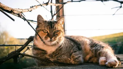 Весна бере своє: де в Україні 9 березня буде до +15 градусів - фото