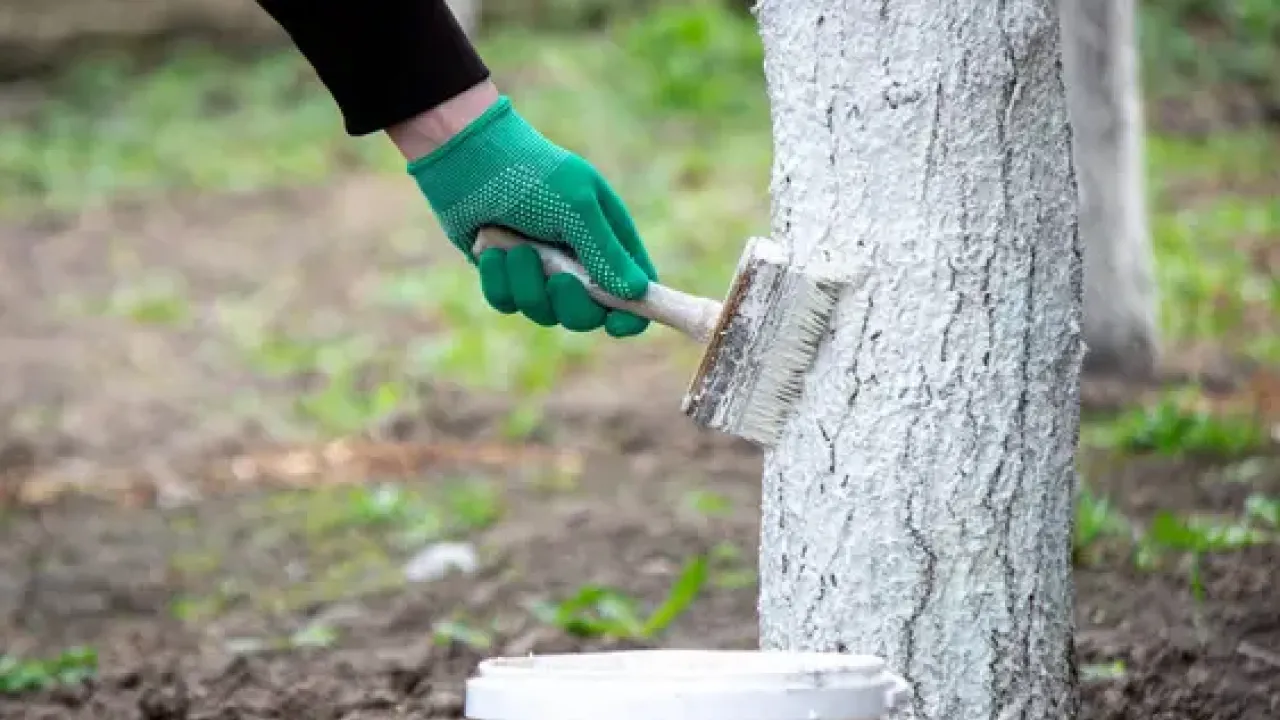 Чи варто білити плодові дерева навесні: названо випадки, коли це обов’язково 