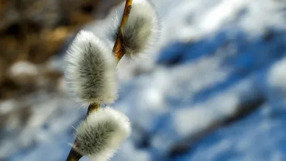 Весна бере своє: в Україну йде аномальне потепління до +20° - фото