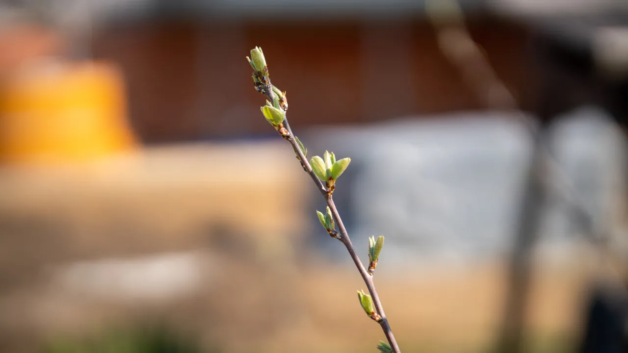 Україну розігріє до +18°: детальний прогноз погоди на тиждень 