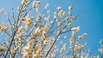 Справжня весна вже тут: синоптики пообіцяли українцям аномальні +17°С та ясне небо - фото