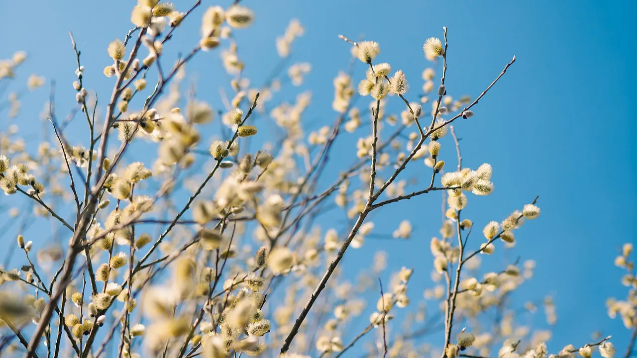 Справжня весна вже тут: синоптики пообіцяли українцям аномальні +17°С та ясне небо 
