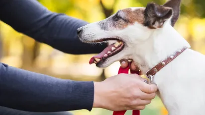 Собаки на ланцюгу: у Держпродспоживслужбі пояснили, чи є заборона з 1 березня - фото