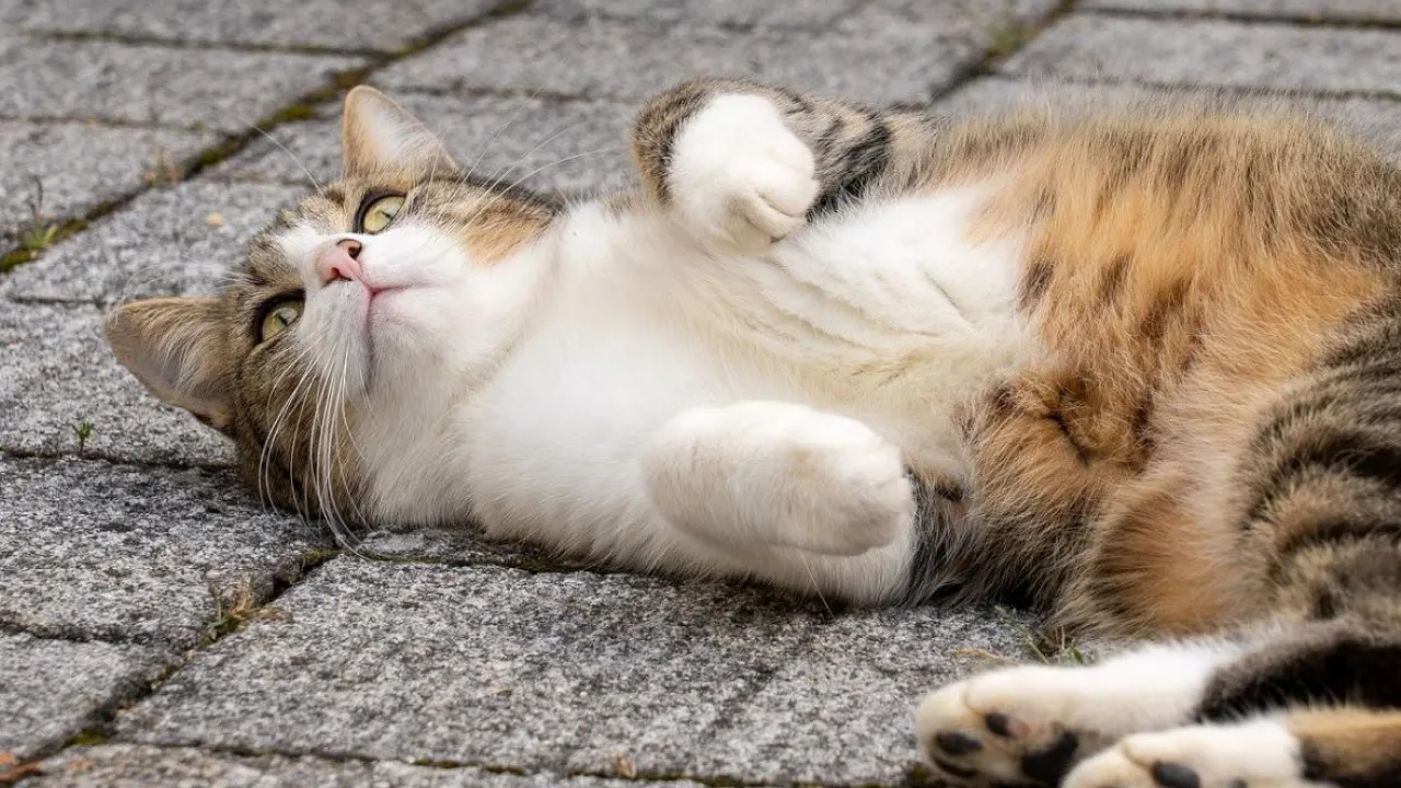 Погода 11 березня: в Україну прийде тепло до +17° 