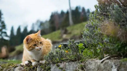 Температурний рекорд весни: де в Україні буде найтепліше 11 березня - фото