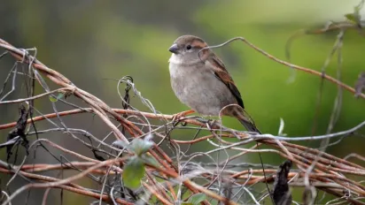 Синоптикиня Діденко назвала точну дату, коли в Україні похолоднішає - фото