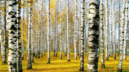 Штрафи за березовий сік: де збір цього напою є незаконним та скільки доведеться заплатити - фото