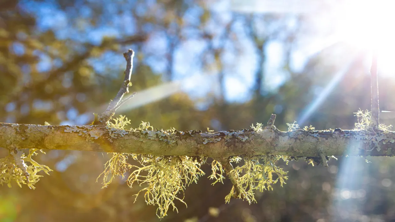 Україну накриє хвиля тепла: синоптики назвали регіони, де завтра буде до +17 