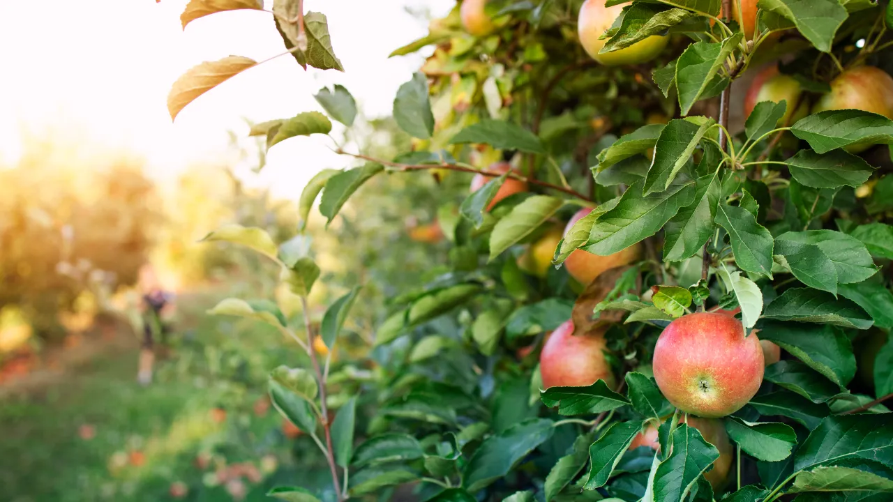 Обрізка дерев у березні: як правильно підготувати яблуні та груші до сезону врожаю 