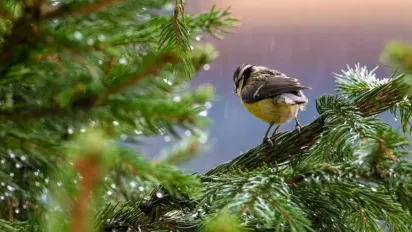 Антициклон Konrad відступає: коли в Україну прийдуть дощі та різке похолодання - фото