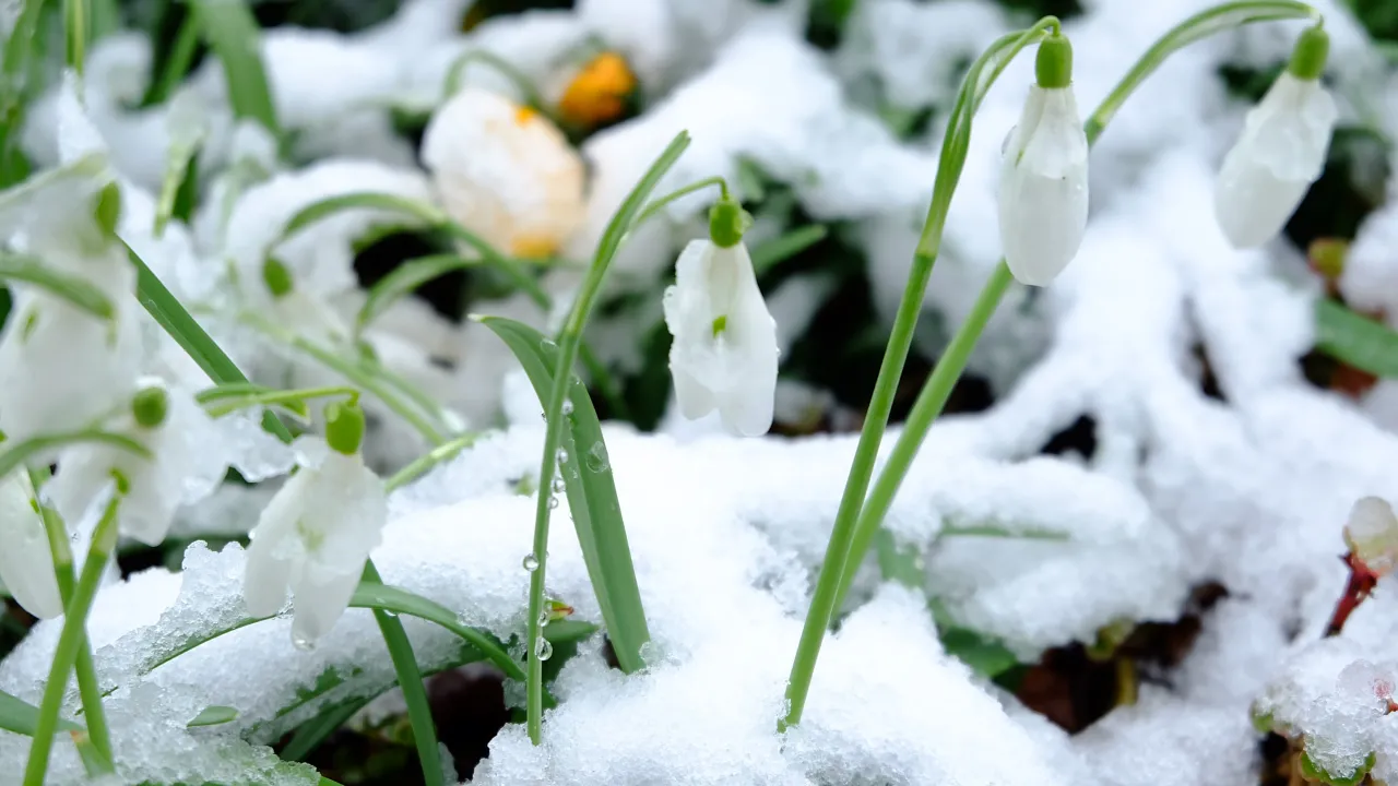 Чи буде сніг в Україні: синоптики дали чітку відповідь 