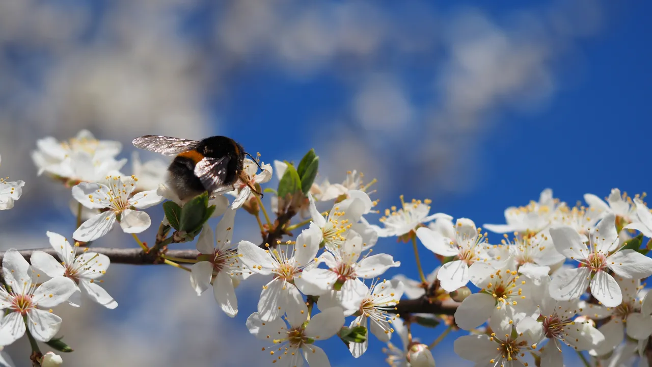День святого Венедикта 14 березня: чому сьогодні небезпечно дивитися у дзеркало та як загадати бажання через тварин 