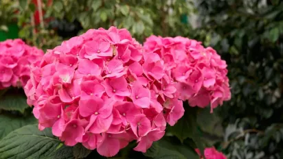 Підживлення гортензій навесні: коли та чим удобрити для цвітіння - фото