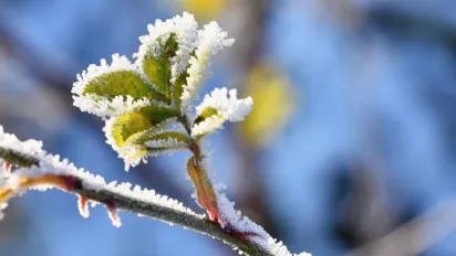Заморозки в Україні: синоптик розказав, коли та де буде "мінус" - фото