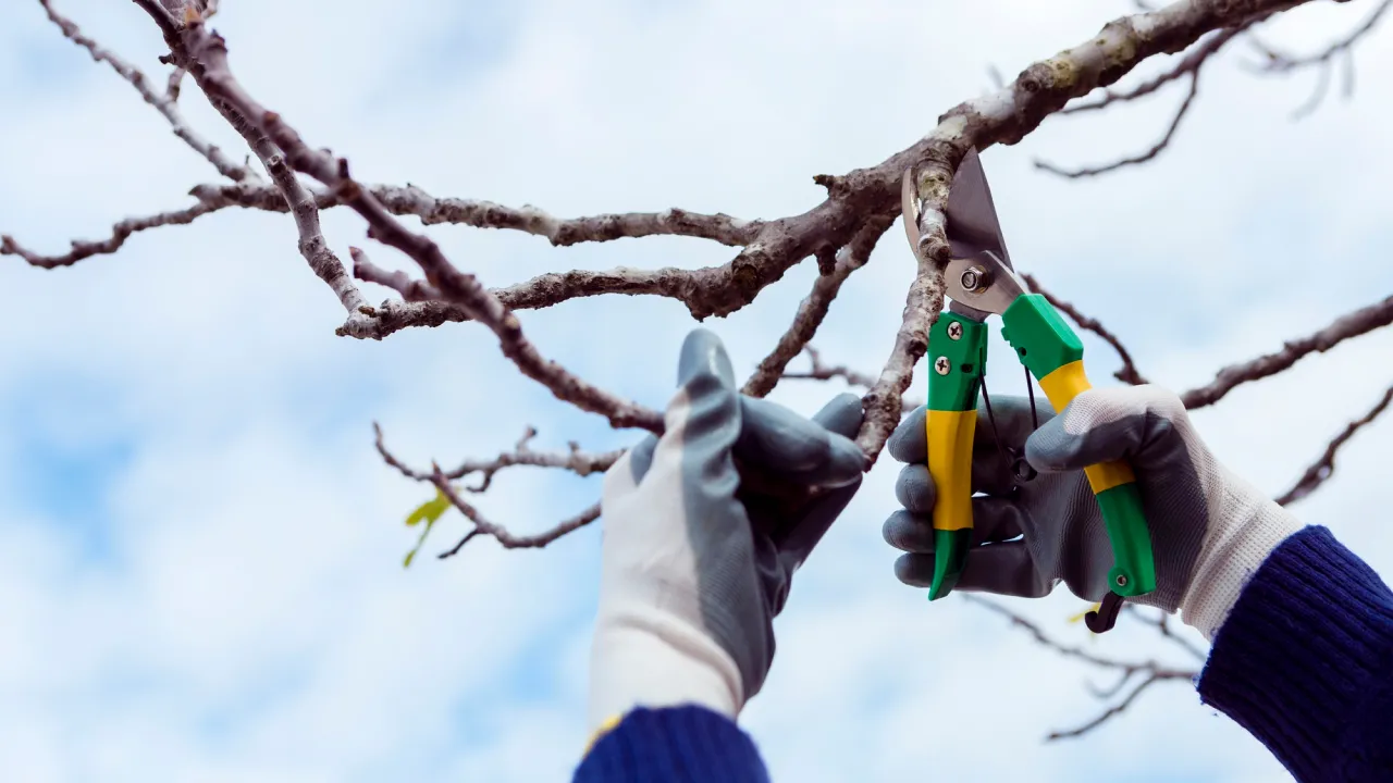 Без весняної обрізки врожаю не буде: які дерева потрібно обрізати в березні 