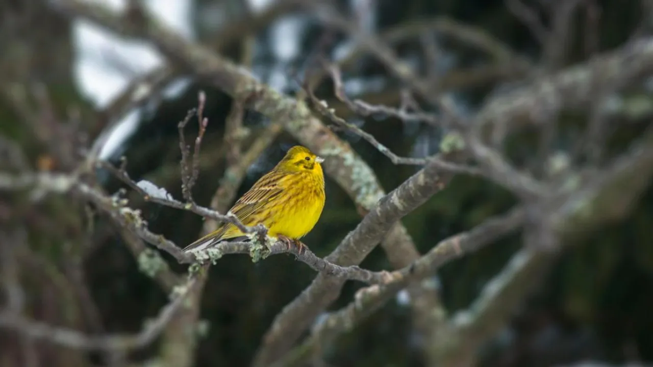 Погода 16 березня: де в Україні пройдуть дощі та де буде +14° 