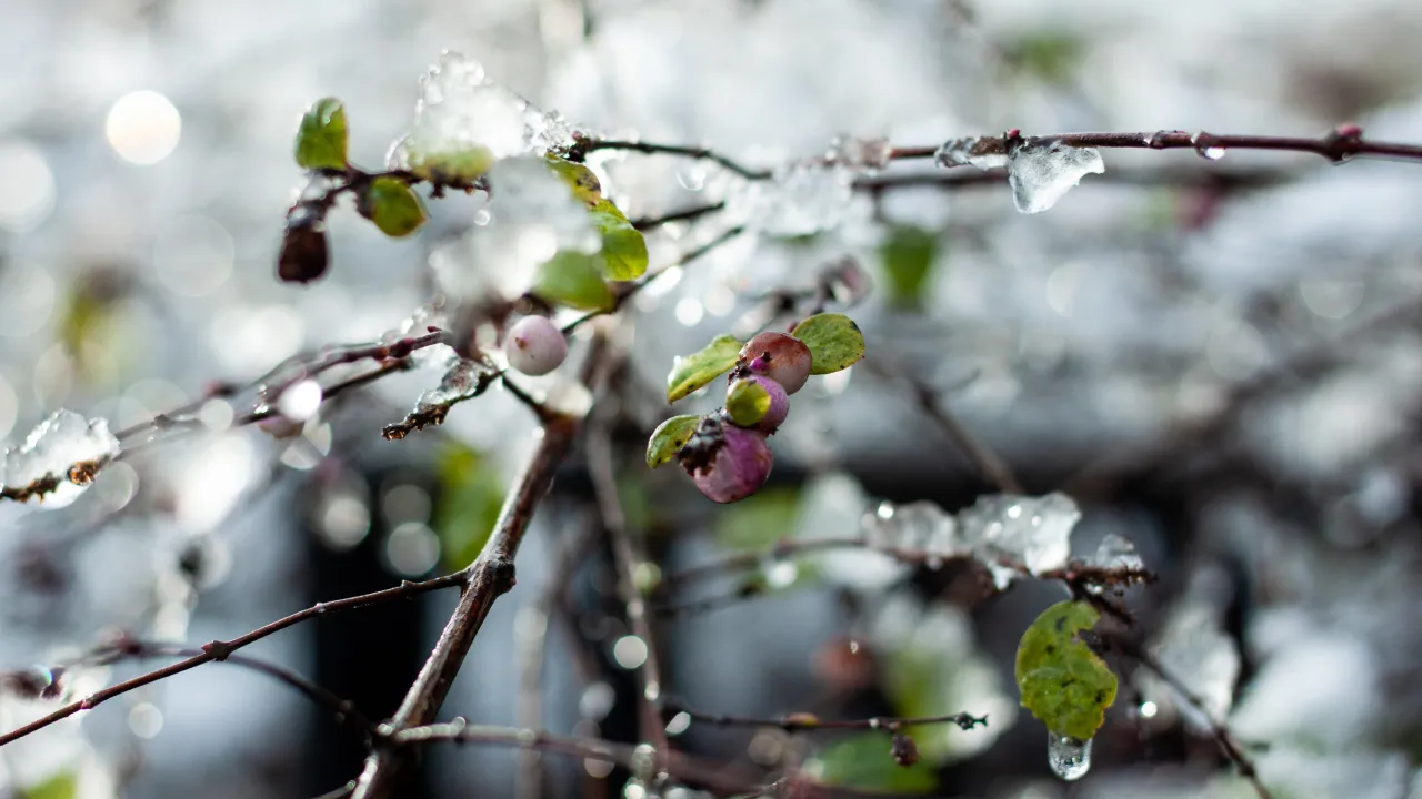 Температурні гойдалки та сніг: синоптики дали детальний прогноз для України до кінця березня 