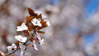 Синоптик назвав дату, коли до України повернеться інтенсивне весняне тепло - фото