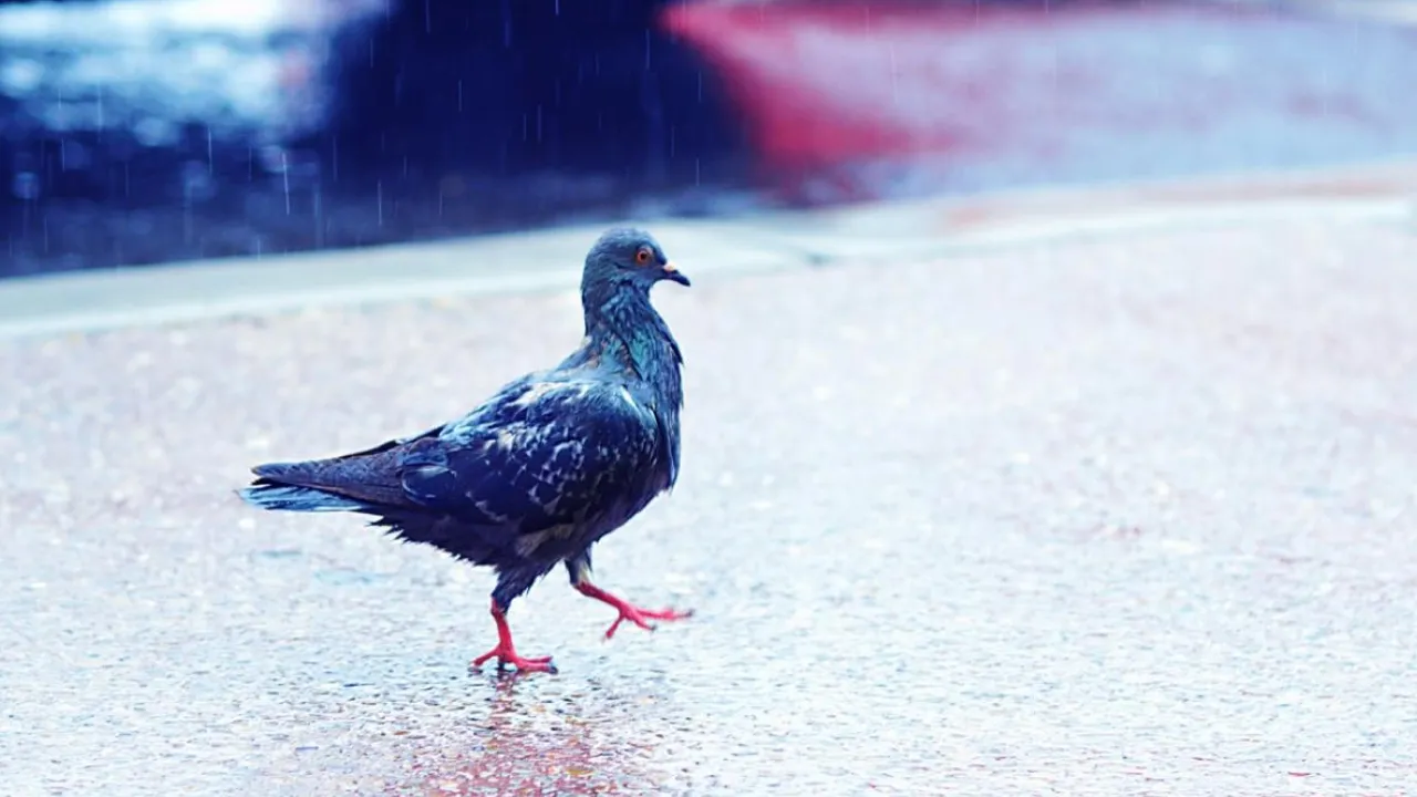 Весна бере паузу: Укргідрометцентр повідомив, де чекати дощів та мокрого снігу 