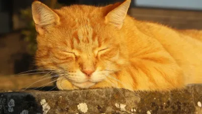 Потепління в Україні: Наталка Діденко назвала дату повернення тепла  - фото