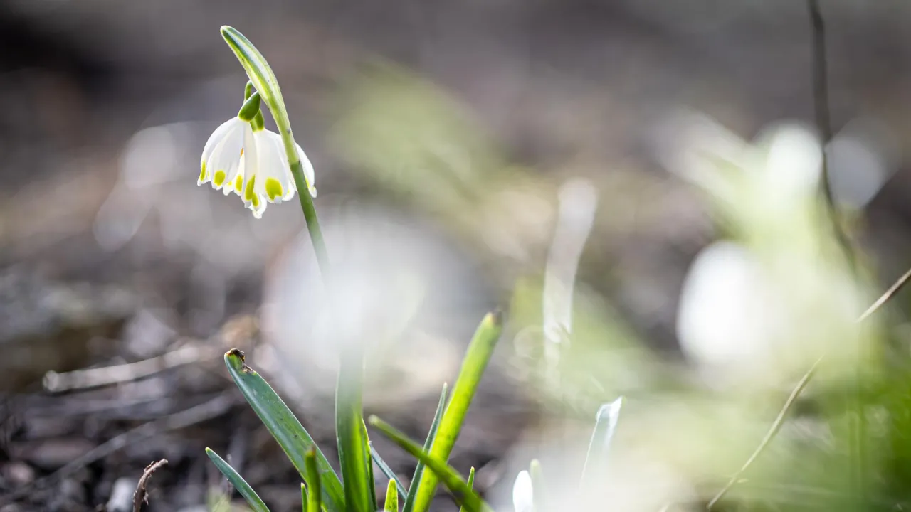Прогноз погоди на 20 березня: де буде тепло, а де чекати опадів 
