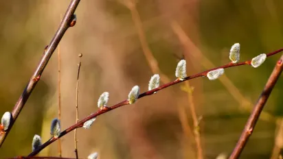  Погода на 21–22 березня: в Україну йде тепло до +13° - фото