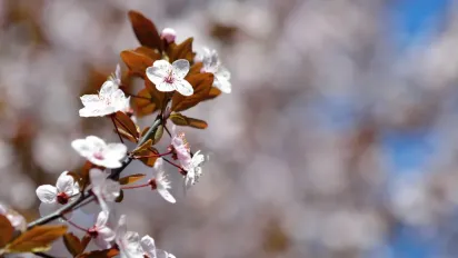 Теплу весну змінить холод: коли в Україні різко впаде температура - фото
