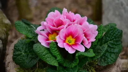 27 березня в Україні стане ще тепліше, але частину країни накриють дощі - фото