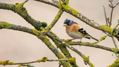 В Україну йде потужний циклон із дощами та мокрим снігом: прогноз синоптиків - фото