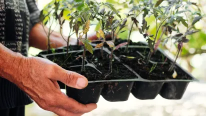 Чим підгодувати розсаду помідорів: 5 найкращих домашніх засобів - фото