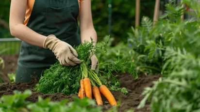 Лише 6 днів у квітні: точний посівний календар 2026 для моркви та буряка - фото
