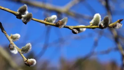 Сніг, ожеледиця та морози: синоптик розповів, якою буде погода в Україні до Великодня - фото