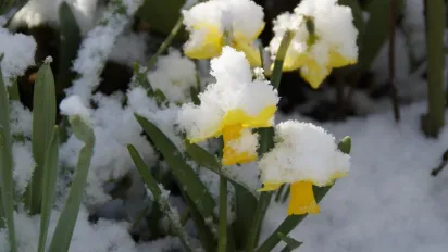 Погода 9 квітня: мокрий сніг, заморозки та дощі по всій Україні  - фото